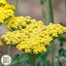 'ACHILLEA 'SASSY SUMMER LEMON'®'